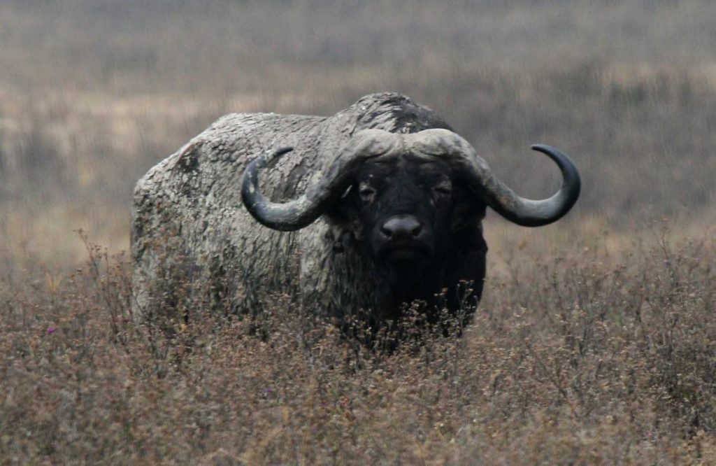 African_Buffalo_Ngorongoro-1024x666